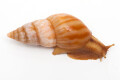 Limicolaria numidica Cameroon light stripes adult, 55mm